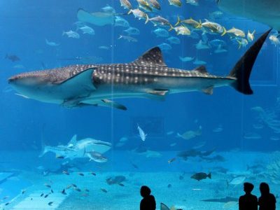 4 Dubai aquarium and Underwater Zoo 4
