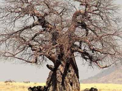 Highlights of Tanzania